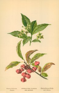 スピンドルツリーの花と果実 作： William Henry James Boot