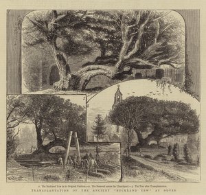 ドーバーでの古代バックランドイチイの移植 作： William Henry James Boot