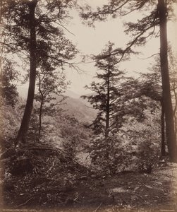 崖の眺め、木々の間から,c.1895年（写真）