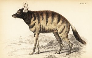 Aardwolf, Proteles cristata (Proteles lalandii, Viverra hyaenoides) 作： William Home Lizars