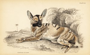 アフリカン・ワイルド・ドッグ（Lycaon pictus）、絶滅危惧種 作： William Home Lizars