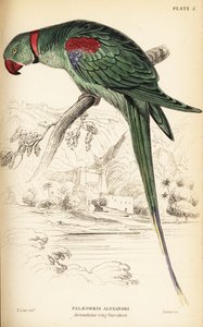 Alexandrine parakeet or Alexandrine parrot, Psittacula eupatria 作： William Home Lizars