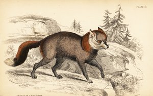 アメリカン・クロスフォックス（Vulpes vulpes 作： William Home Lizars