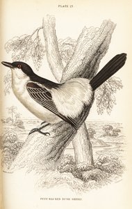ブラックバックパフバック、Dryoscopus cubla