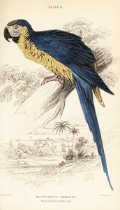青と黄色のコンゴウインコ、Ara ararauna 作： William Home Lizars
