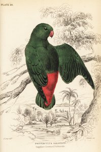 アオハダハンギングパロット、Loriculus galgulus 作： William Home Lizars