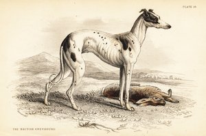 ブリティッシュ・グレイハウンド（Canis lupus familiaris（Canis leporarius）) 作： William Home Lizars