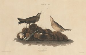 Brown Lark, 18271830. 作： William Home Lizars