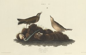 Brown Lark, 1827年。 作： William Home Lizars