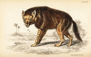 ブラウンハイエナまたはストランドウルフ、Hyaena brunnea (Hyaena fusca) 作： William Home Lizars