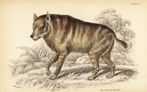 ブラウンハイエナまたはストランドハイエナ、Hyaena brunnea（ストランドハイエナ、Hyaena villosa 作： William Home Lizars