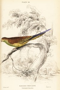 セキセイインコ、Melopsittacus undulatus 作： William Home Lizars