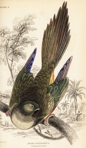バローイングインコ（パタゴニアのコニュア）、Cyanoliseus patagonus 作： William Home Lizars