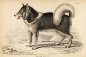 カナダのエスキモー犬（キンミク）、Canis lupus familiaris 作： William Home Lizars