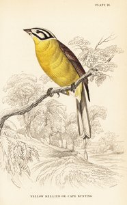 ケープホオジロ、Emberiza capensis（キイロイトリ、Fringillaria capensis 作： William Home Lizars