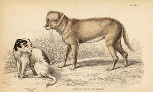 メキシコのインディアンまたはテチチのキャリア犬、チワワの祖先、Canis lupus familiaris、および若いアルコ犬、メキシコのYzi-cuinte potzotli、Canis lupus familiaris (Canis alco) 作： William Home Lizars