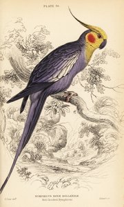 オカメインコ、ニンフィカス・ホランディカス（Nymphicus hollandicus 作： William Home Lizars