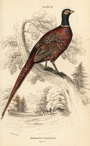 コウライキジ（リングネック）、Phasianus colchicus torquatus（ファシアナス・トルカタス）（Phasianus torquatus 作： William Home Lizars