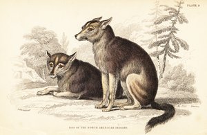 コヨーテ、Canis latrans