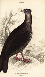 クレスティドファイアバック（Lophura ignita）の雌（マカートニーコック（Euplocomus ignitus））。 作： William Home Lizars