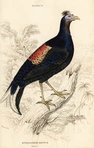 クレスティドファイアバック（Lophura ignita）オス（マカートニーコック（Euplocomus ignitus））。 作： William Home Lizars