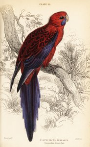 クリムゾン・ロゼラ、Platycercus elegans