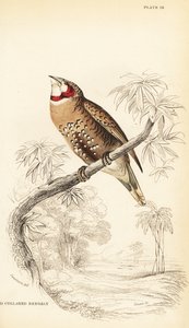 Cut-throat finch or ribbon finch, Amadina fasciata 作： William Home Lizars