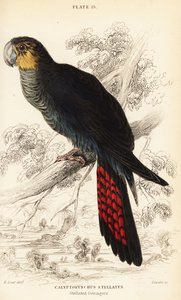 グロッシーブラックオカメインコ、Calyptorhynchus lathami 作： William Home Lizars