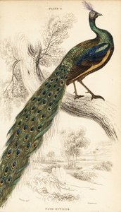 ミドリクジャク、Pavo muticus 作： William Home Lizars