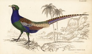 緑のキジ（オス） Phasianus versicolor 作： William Home Lizars