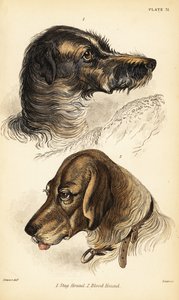 スタッグハウンド1とブラッドハウンド2の頭部、Canis lupus familiaris (Canis sagaces and Canis sanguinarius) 作： William Home Lizars