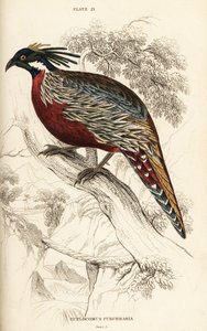 コクラスのキジ、Pucrasia macrolopha