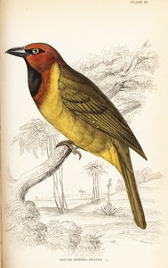 オリーブのような形をしたハタオリ、または丸い羽のようなハタオリ、Ploceus brachypterus 作： William Home Lizars