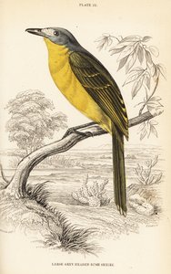 オリーブ・ブッシュシュライク（Chlorophoneus olivaceus）（大灰色頭のブッシュシュライク、Malaconutus olivaceus 作： William Home Lizars
