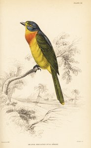 橙色のハシビロコウまたは硫黄色のハシビロコウ、Chlorophoneus sulfureopectus 作： William Home Lizars