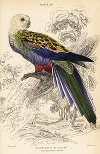 ペールヘッド・ローゼラ（パalliceps）、Platycercus adscitus palliceps