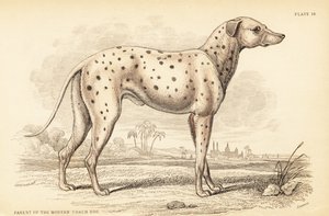 現代のコーチングドッグ（Canis lupus familiaris）の親 作： William Home Lizars