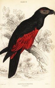 ぺすけのオウム」（Psittrichas fulgidus
