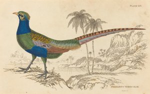 Phasianus Versicolorです。 作： William Home Lizars