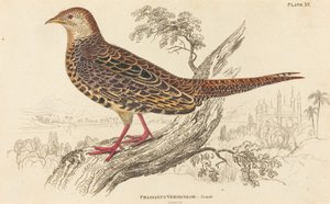 Phasianus Versicolor - 女性。 作： William Home Lizars