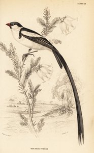 Pin-tailed whydah, Vidua macroura (Red-Billed whidah, Vidua erythrorhynchus)