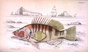 Plate 17 Serbanus Scriba (Island of Baziluzzo)、Sir William Jardine (1800-74) 編纂の「Naturalist