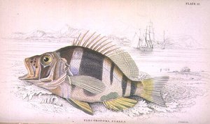 プレート22 Plectropoma Puella、Sir William Jardine (1800-74)が編集した「Naturalist