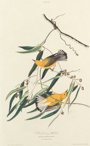Prothonotary Warbler, 1827年。 作： William Home Lizars