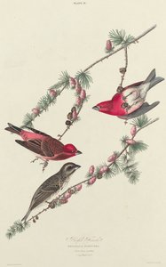 パープルフィンチ、1827年 作： William Home Lizars