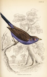 赤い頬のコルドンブルー、Uraeginthus bengalus 作： William Home Lizars