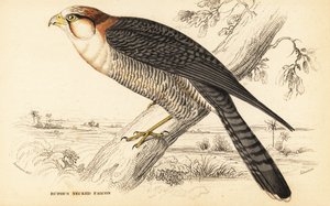 赤首のハヤブサ、Falco chicquera ruficollis 作： William Home Lizars
