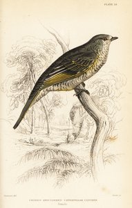 アカショウビン、メス、Campephaga phoenicea 作： William Home Lizars