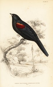 アカショウビン、オス、Campephaga phoenicea 作： William Home Lizars