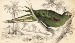 ベニイロコンゴウインコ（Diopsittaca nobilis 作： William Home Lizars